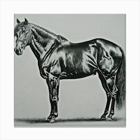 Black and White Horse Charcoal Painting 1 Canvas Print