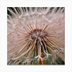 Dandelion 4 Canvas Print