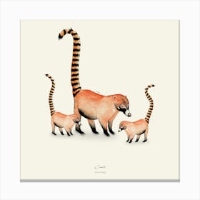 Coati Canvas Print