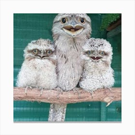 Cute Emu Family Canvas Print