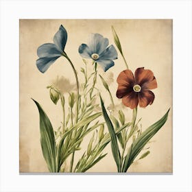 Flax3 Floral Botanical Vintage Poster Flower 1 Canvas Print