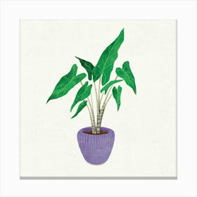 Elephant Ear Plant Canvas Print