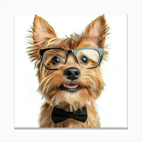 Yorkshire Terrier In Glasses Canvas Print