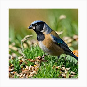 Rufous-Tailed Tit Canvas Print