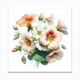 Flowers of Nasturtium 1 Canvas Print