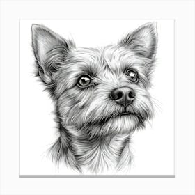 Cairn Terrier Canvas Print