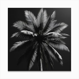 Black And White Palm Tree 1 Canvas Print