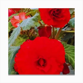 Red Begonias Canvas Print