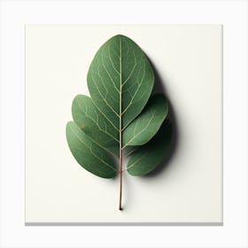 Eucalyptus Leaf Isolated On White 1 Canvas Print