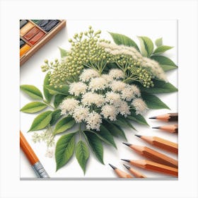 Elderflower 4 Canvas Print