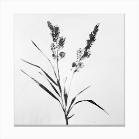 'Silver Grass' Canvas Print