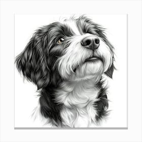 Bearded Collie 1 Canvas Print