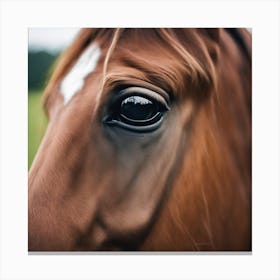 Eye Of A Horse Canvas Print