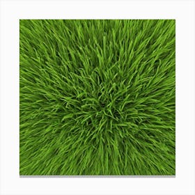 Grass Field Background Canvas Print
