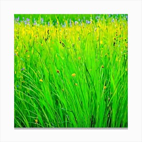 Green Grass In A Field Canvas Print