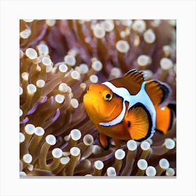 Clownfish In Anemone 9 Canvas Print