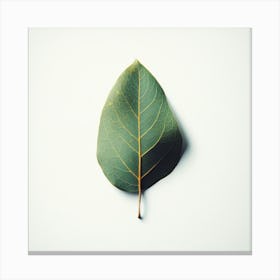 Eucalyptus Leaf 14 Canvas Print