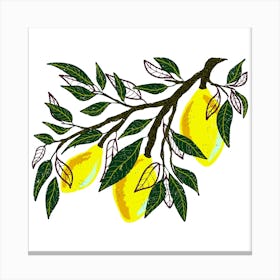 Lemons On A Branch Canvas Print