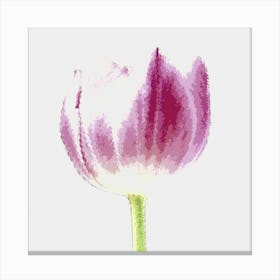 Pink Tulip Canvas Print