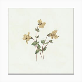 Larkspur Canvas Print