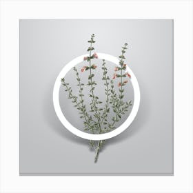 Vintage Cat Thyme Plant Minimalist Floral Geometric Circle on Soft Gray n.0573 Canvas Print