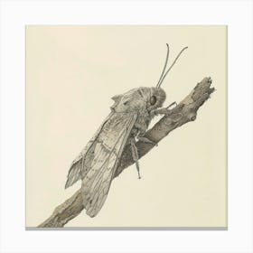 Moth On A Branch Canvas Print