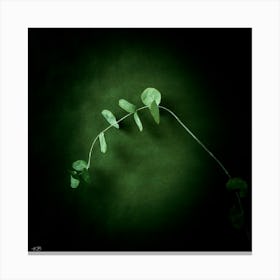 Eucalyptus Photograph 1 Canvas Print