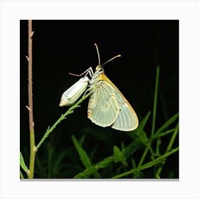 Butterfly 1 Canvas Print