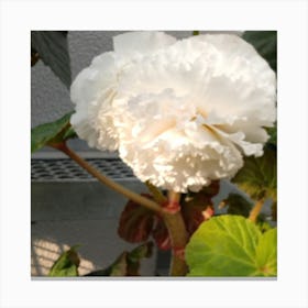 Begonia Canvas Print