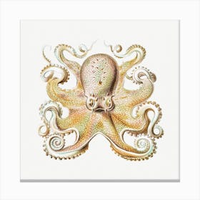 Vintage Octopus, Ernst Haeckel  Canvas Print