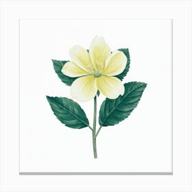 Yellow Clematis Canvas Print