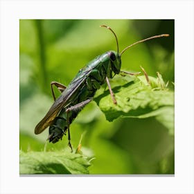 Green Grasshopper Canvas Print