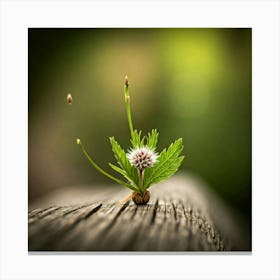 Small Flower On A Wooden Table Canvas Print