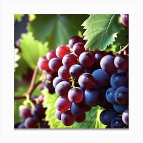 Grapes On The Vine 27 Canvas Print