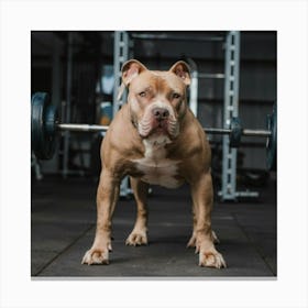 Bulldog In The Gym Canvas Print