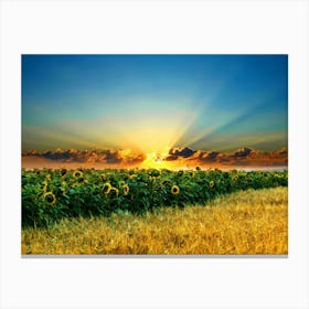 Sunflowers In The Field Canvas Print