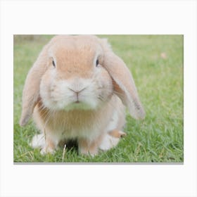 Long Eared Rabbit Canvas Print