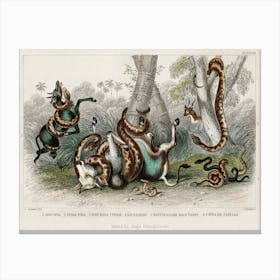 Collection Of Various Snakes, Oliver Goldsmith Canvas Print