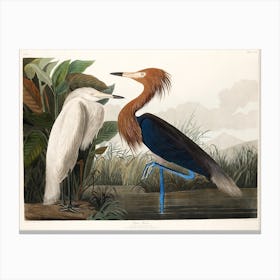 Purple Heron, Birds Of America John James Audubon Canvas Print