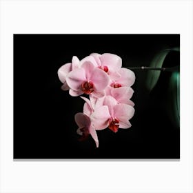 Blooming Pink Orchid // Nature Photography Canvas Print