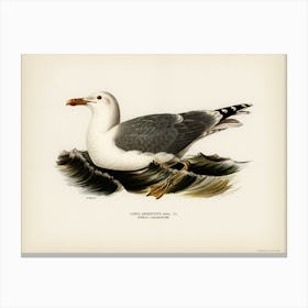 European Herring Gull (Larus Argentatus), The Von Wright Brothers Canvas Print