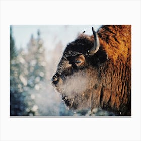 Cold Breath Bison Canvas Print