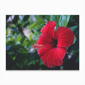 Red Hibiscus Flower Canvas Print