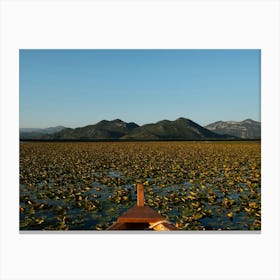 A Sea Full Of Water Lillies Canvas Print