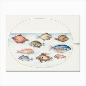 Boarfish, Razorfish, Butterfish, A John Dory And Other Fish (1575–1580), Joris Hoefnagel Canvas Print