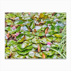 Serene Water Lily Pads. A vibrant collection of lush green lily pads with delicate white water lilies blooming amidst the foliage, creating a tranquil aquatic scene filled with natural beauty. 1 Canvas Print