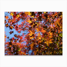 Treetops with red and yellow leaves, autumn forest Canvas Print