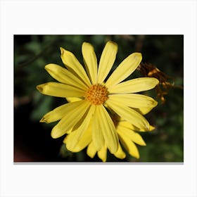 Yellow Daisy Canvas Print