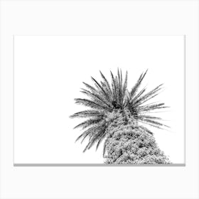 Black And White Palm Tree On Palm Tree Island Sicily In Italy - 2 Canvas Print