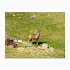 Deer In The Mountains 20230415181249pub Canvas Print